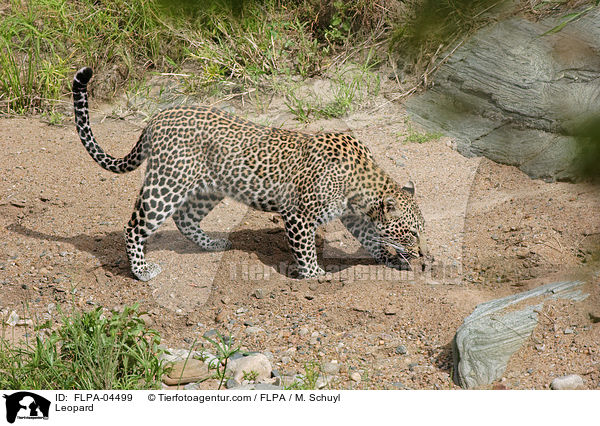 Leopard / Leopard / FLPA-04499