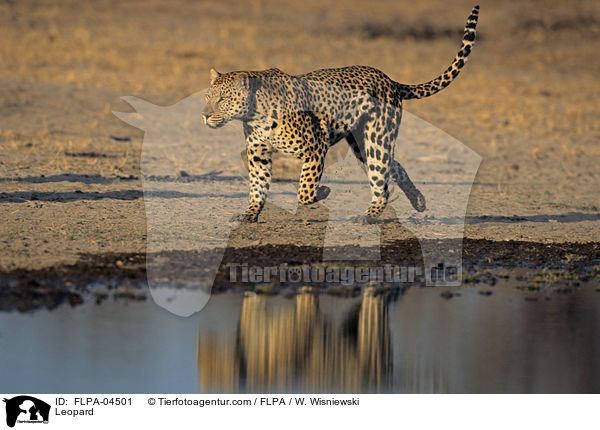 Leopard / Leopard / FLPA-04501