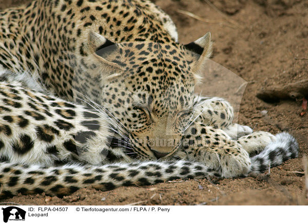 Leopard / Leopard / FLPA-04507