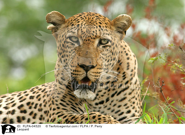 Leopard / Leopard / FLPA-04520