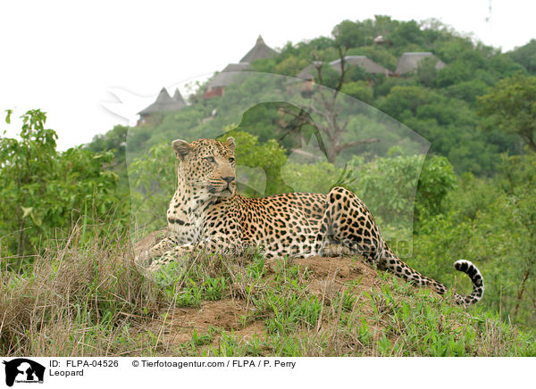 Leopard / Leopard / FLPA-04526