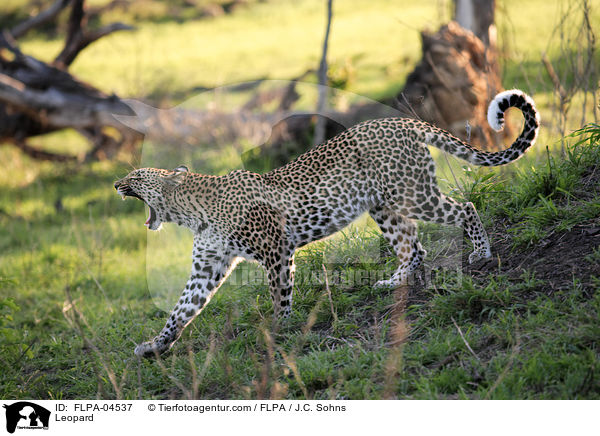 Leopard / Leopard / FLPA-04537