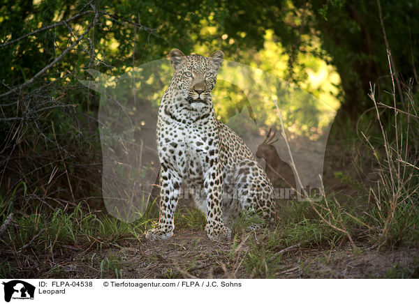 Leopard / FLPA-04538