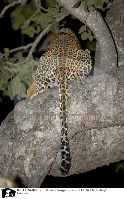 Leopard / FLPA-04539