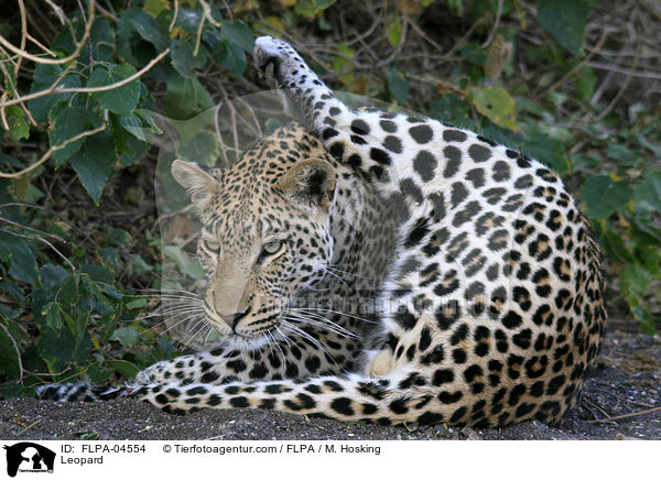 Leopard / Leopard / FLPA-04554