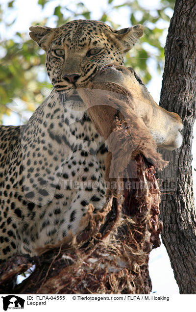 Leopard / FLPA-04555