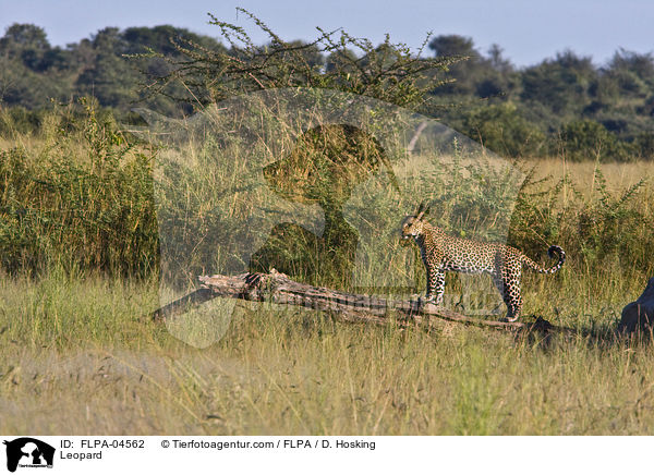 Leopard / FLPA-04562
