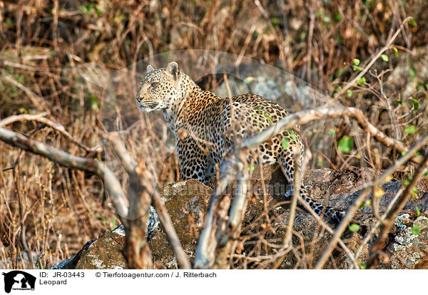 Leopard / Leopard / JR-03443