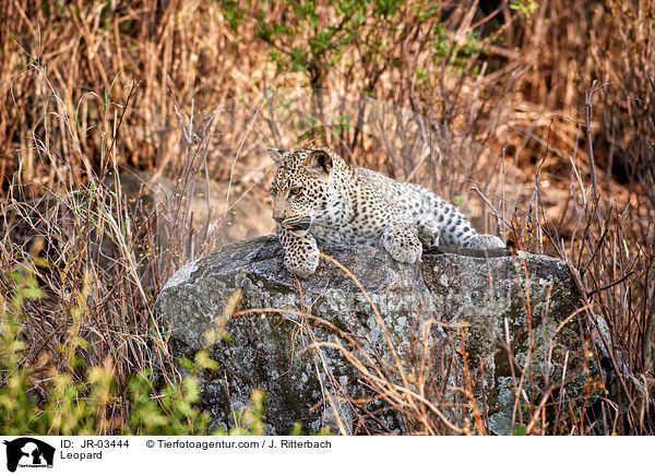 Leopard / JR-03444