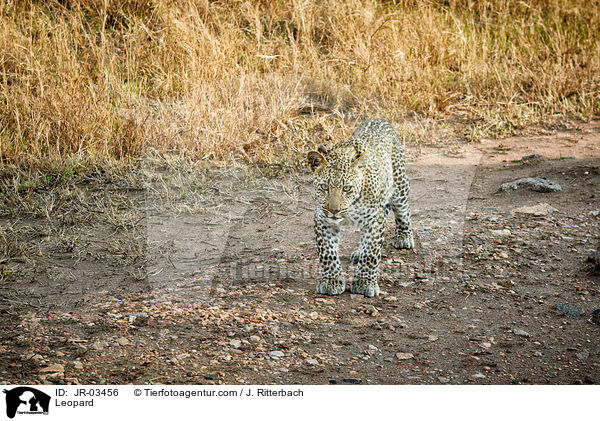 Leopard / Leopard / JR-03456