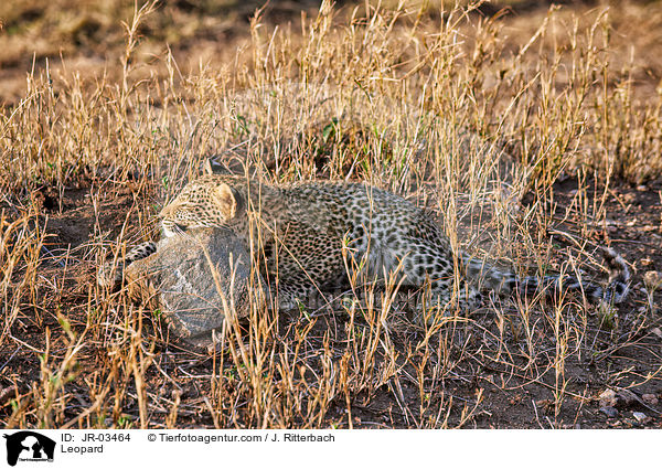 Leopard / Leopard / JR-03464