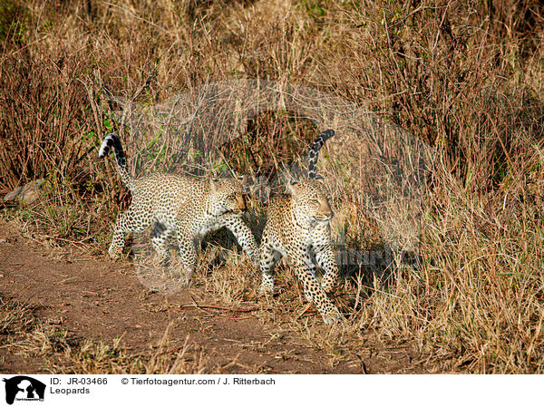 Leoparden / Leopards / JR-03466