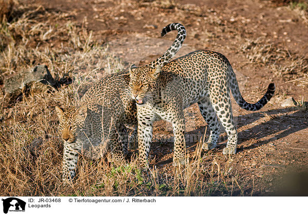 Leoparden / Leopards / JR-03468