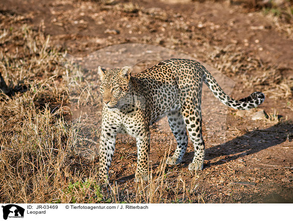 Leopard / Leopard / JR-03469