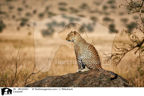 Leopard / Leopard / JR-03481