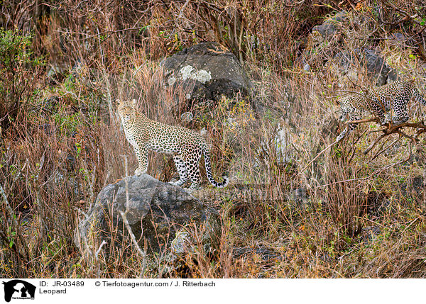 Leopard / Leopard / JR-03489