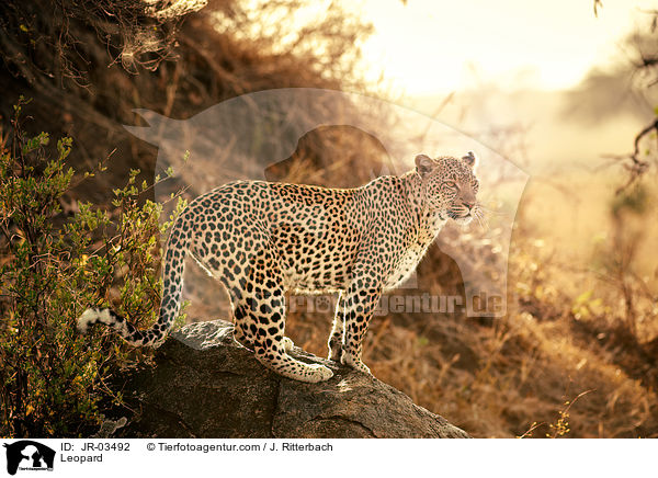 Leopard / Leopard / JR-03492