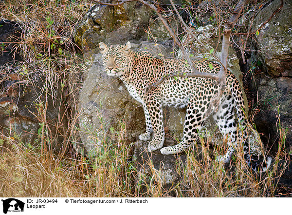 Leopard / Leopard / JR-03494