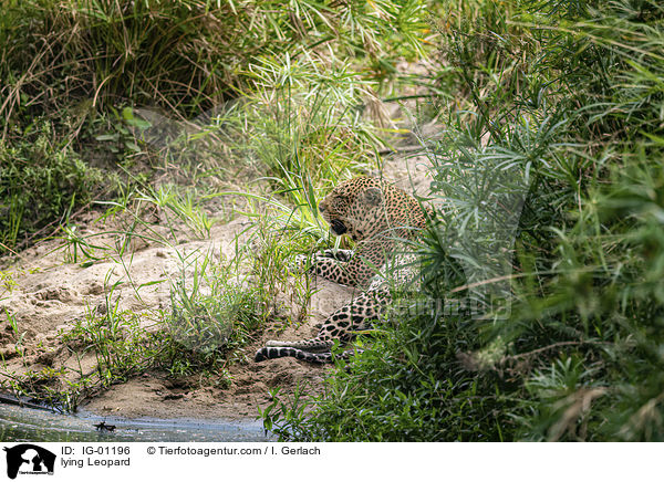 liegender Leopard / lying Leopard / IG-01196