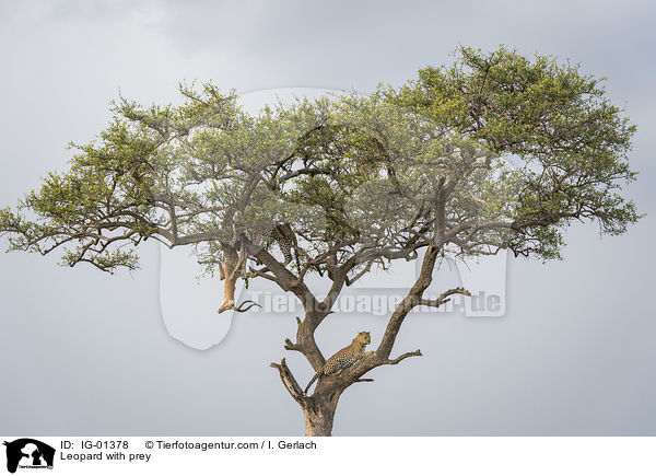 Leopard mit Beute / Leopard with prey / IG-01378