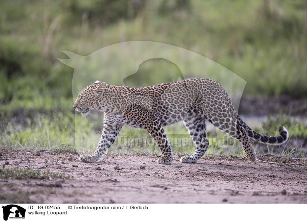 walking Leopard / IG-02455