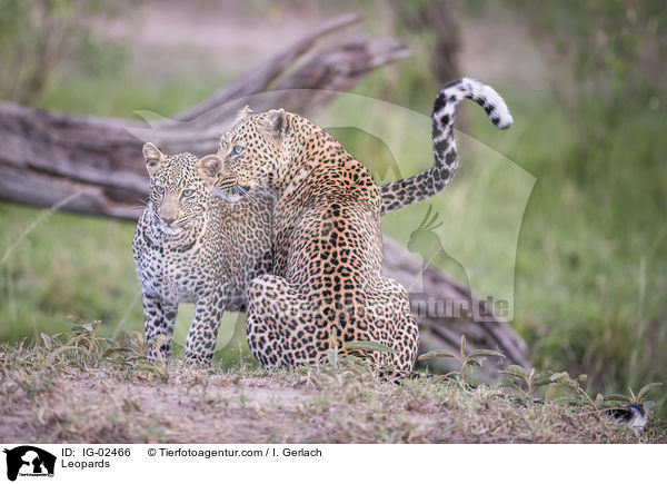 Leoparden / Leopards / IG-02466