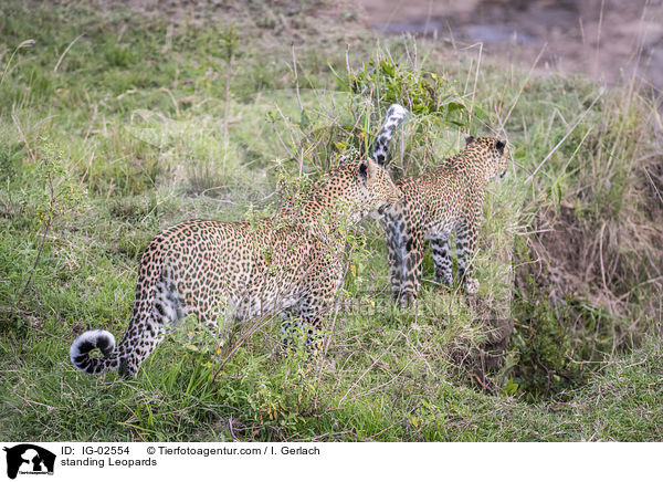standing Leopards / IG-02554
