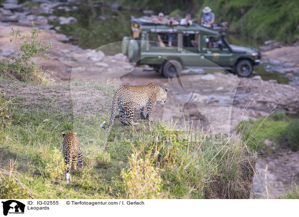 Leoparden / Leopards / IG-02555
