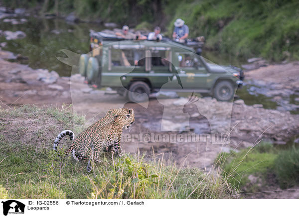 Leoparden / Leopards / IG-02556