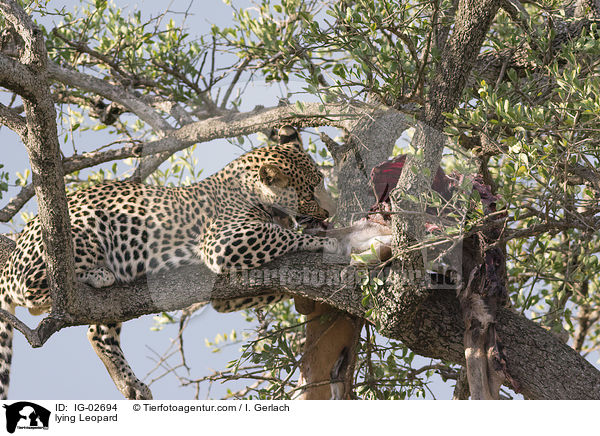 liegender Leopard / lying Leopard / IG-02694