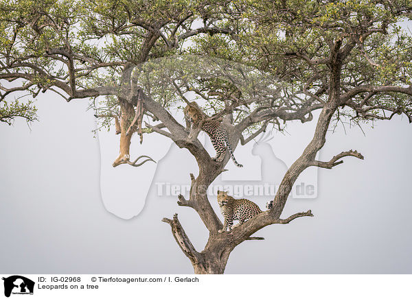 Leoparden auf einem Baum / Leopards on a tree / IG-02968