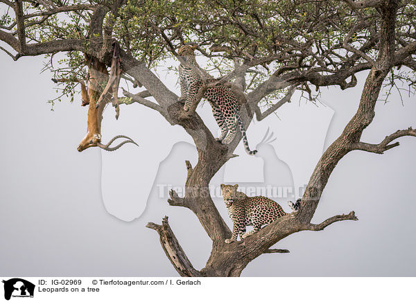 Leopards on a tree / IG-02969