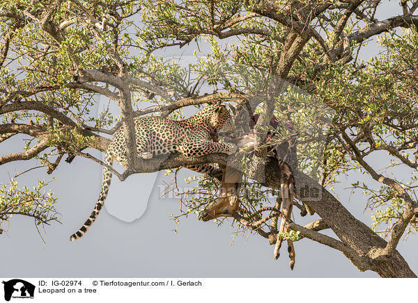 Leopard on a tree / IG-02974