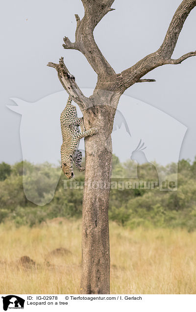 Leopard auf einem Baum / Leopard on a tree / IG-02978