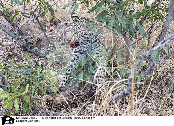 Leopard with prey / MBS-21660