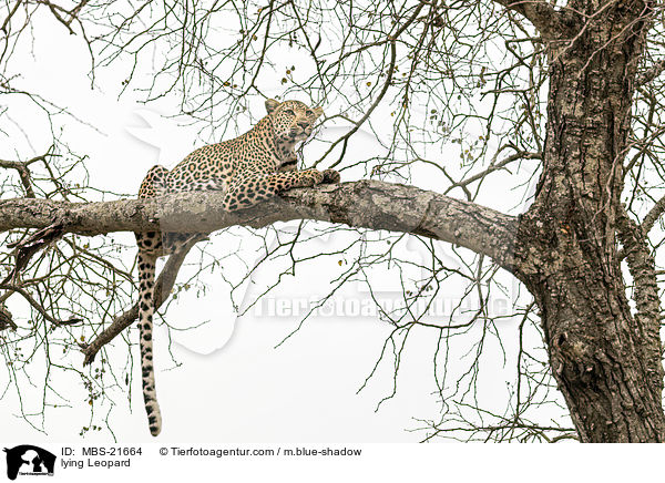 liegender Leopard / lying Leopard / MBS-21664
