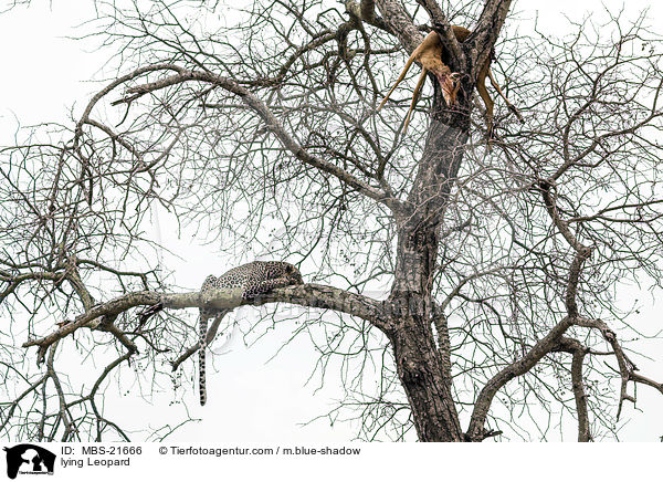 liegender Leopard / lying Leopard / MBS-21666