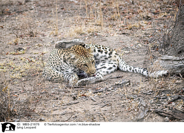 liegender Leopard / lying Leopard / MBS-21676