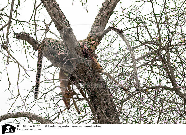 Leopard with prey / MBS-21677