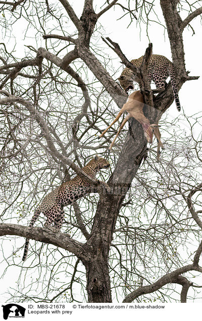 Leopards with prey / MBS-21678