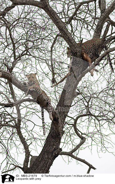 Leopards with prey / MBS-21679