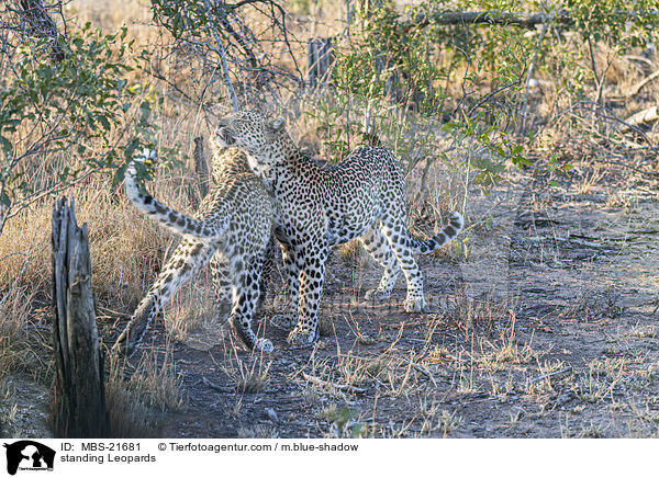 stehende Leoparden / standing Leopards / MBS-21681