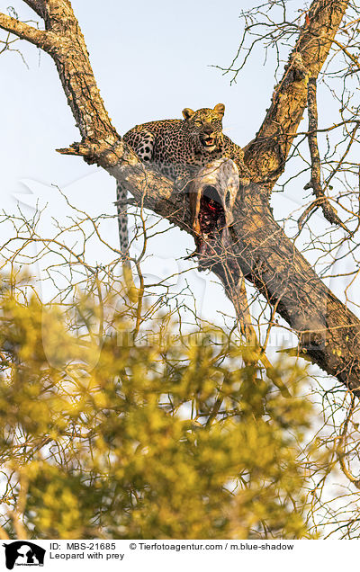 Leopard with prey / MBS-21685