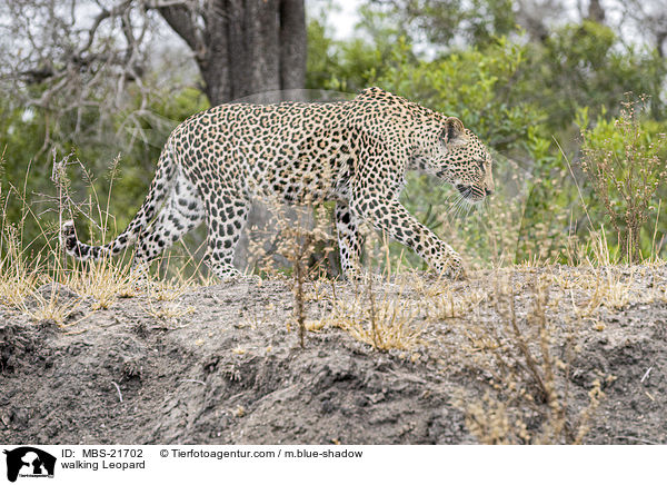 laufender Leopard / walking Leopard / MBS-21702