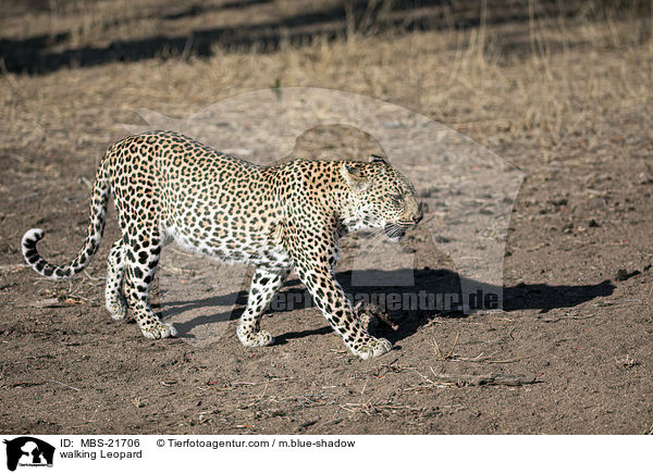 laufender Leopard / walking Leopard / MBS-21706