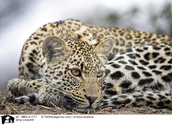 liegender Leopard / lying Leopard / MBS-21717