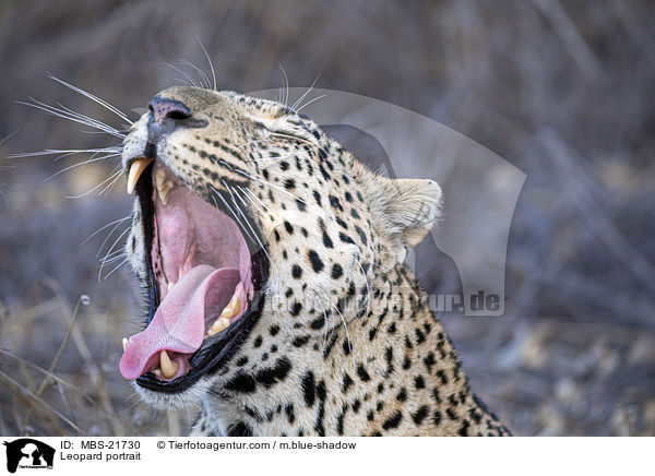 Leopard portrait / MBS-21730