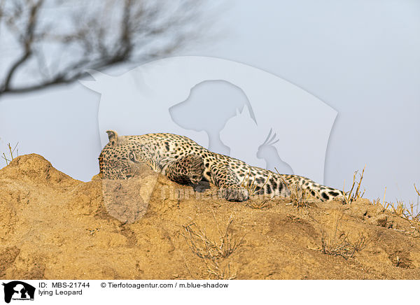 liegender Leopard / lying Leopard / MBS-21744