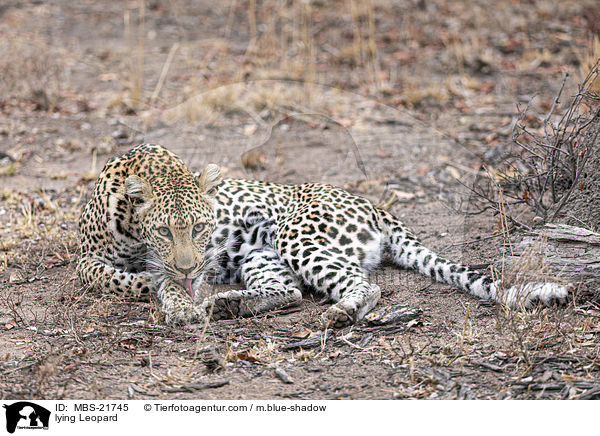 liegender Leopard / lying Leopard / MBS-21745