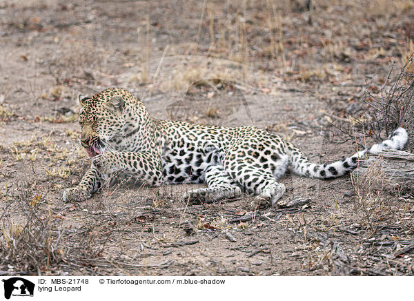 liegender Leopard / lying Leopard / MBS-21748